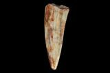 Fossil Phytosaur Tooth - New Mexico #133327-1